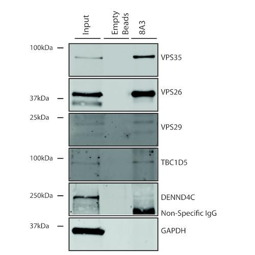 Immunoprecipitation analysis using Mouse Anti-VPS35 Monoclonal Antibody, Clone 8A3 (STMA00210). Tissue: A549 cells. Species: Human. Primary Antibody: Mouse Anti-VPS35 Monoclonal Antibody (STMA00210).