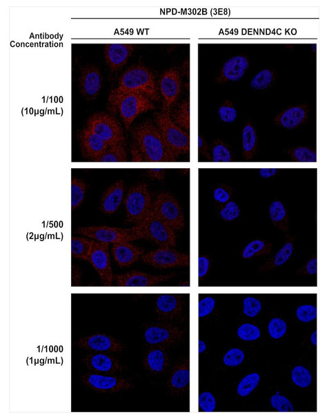 Immunocytochemistry/Immunofluorescence analysis using Mouse Anti-DENND4C Monoclonal Antibody, Clone 3E8 (STMA00216). Tissue: A549 cells. Species: Human. Primary Antibody: Mouse Anti-DENND4C Monoclonal Antibody (STMA00216) at 1:100, 1:500, 1:1000 for 1 hour at RT. Secondary Antibody: Donkey anti-mouse: Alexa Fluor 594 at 1:1000 for 1 hour at RT. Counterstain: DAPI. Courtesy of: Dario Alessi Lab, University of Dundee.
