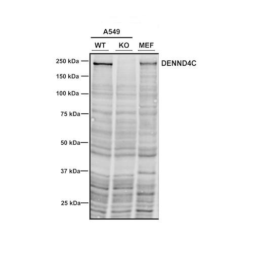 Western Blot analysis of Human A549, MEF cells showing detection of DENND4C protein using Mouse Anti-DENND4C Monoclonal Antibody, Clone 3E8 (STMA00216). Lane 1: MW ladder. Lane 2: A549 WT. Lane 3: A549 DENND4C KO. Lane 4: MEF. Load: 30 ug. Primary Antibody: Mouse Anti-DENND4C Monoclonal Antibody (STMA00216) at 1:1000. Courtesy of: Dario Alessi Lab, University of Dundee.