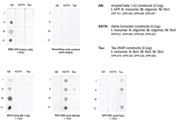 Sandwich ELISA analysis comparing detection of Amyloid Beta constructs. The range tested for each construct was 0 to 2000 pg/mL, and the standard curve was prepared using amyloid beta 1-42 oligomers. Within this range, no cross-reactivity with monomeric peptide & APP 751 was observed.
