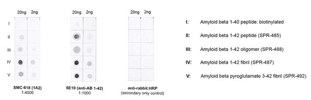 Dot blot analysis comparing detection of amyloid beta 1-42 constructs, alpha synuclein wildtype constructs, and tau constructs. Of note is that STMA00222 does not bind APP 751 or other protein constructs such as alpha synuclein and tau. Block: 5% skim milk.