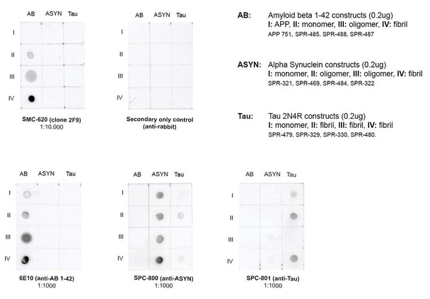 Dot blot analysis comparing detection of amyloid beta 1-42 constructs, alpha synuclein wildtype constructs, and tau constructs. Of note is that STMA00224 does not bind APP 751 or other protein constructs such as alpha synuclein and tau. Block: 5% skim milk.