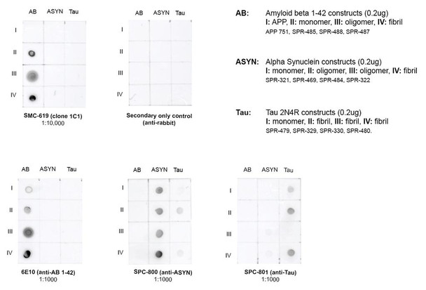 Dot blot analysis comparing detection of amyloid beta 1-42 constructs, alpha synuclein wildtype constructs, and tau constructs. Of note is that STMA00223 does not bind APP 751 or other protein constructs such as alpha synuclein and tau. Block: 5% skim milk.