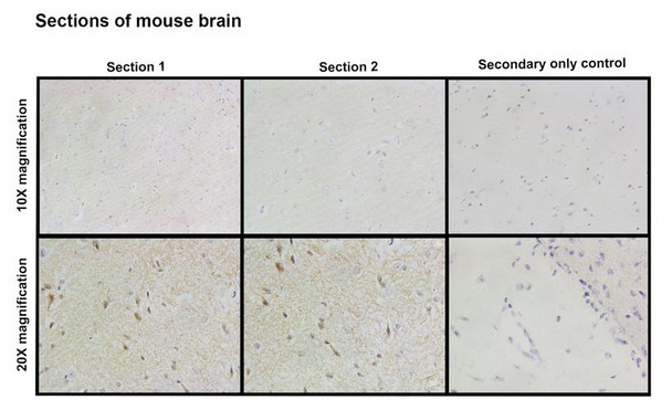 Immunohistochemistry analysis with Rabbit Anti-CASPR2 Monoclonal Antibody, Clone FF19 (STMA00227). Tissue: Brain. Species: Mouse. Fixation: Paraffin embedded, 4um thin. Blocking: 3% milk for 1 hour at RT. Primary Antibody: Rabbit Anti-Human CASPR2 Recombinant Monoclonal [FF19] (STMA00227) at 1:100 for 1 hour at RT. Secondary Antibody: Goat anti-rabbit IgG-HRP (H&L) at 1:100 for 45 min at RT.
