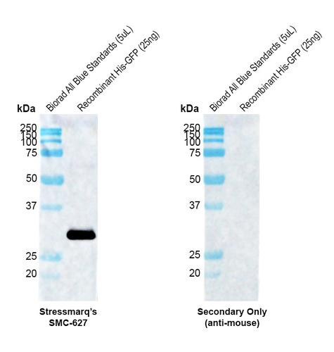 Western blot analysis with Mouse Anti-GFP Monoclonal Antibody, Clone H24 (STMA00231) showing detection of recombinant Aequorea GFP protein, his-tagged (Invitrogen A42613). Block: 2% skim milk + 2% BSA for 30 minutes at RT. Primary Antibody: Mouse Anti-Jellyfish GFP Recombinant Monoclonal [H24] (STMA00231) at 1:5000 for 1 hour at RT. Secondary Antibody: Goat anti-mouse IgG-HRP (H&L) at 1:5000 for 30 minutes at RT.