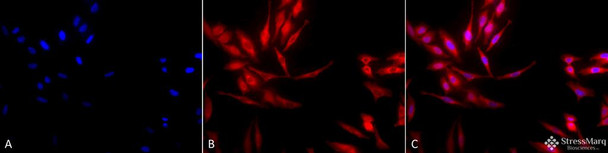 Immunocytochemistry/Immunofluorescence analysis using Rabbit Anti-Hsp40 Polyclonal Antibody (STPA00001). Tissue: Heat Shocked Cervical cancer cell line (HeLa). Species: Human. Fixation: 2% Formaldehyde for 20 min at RT. Primary Antibody: Rabbit Anti-Hsp40 Polyclonal Antibody (STPA00001) at 1:100 for 12 hours at 4°C. Secondary Antibody: APC Goat Anti-Rabbit (red) at 1:200 for 2 hours at RT.