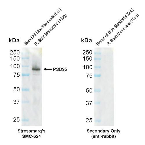 Western blot analysis with Rabbit Anti-PSD95 Monoclonal Antibody, Clone B14 (STMA00228) showing detection of Rat PSD95 protein in a Rat brain membrane lysate. Block: 2% skim milk + 2% BSA for 1 hour at RT. Primary Antibody: Rabbit Anti-Human PSD95 Recombinant Monoclonal [B14] (STMA00228) at 1:1000 for 2 hours at RT. Secondary Antibody: Goat anti-rabbit IgG-HRP (H&L) at 1:5000 for 1 hour at RT.