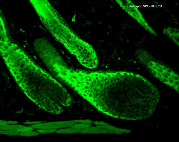 Immunohistochemistry analysis using Rabbit Anti-HSP70 Polyclonal Antibody (STPA00002). Tissue: backskin. Species: Mouse. Fixation: Bouin's Fixative Solution. Primary Antibody: Rabbit Anti-HSP70 Polyclonal Antibody (STPA00002) at 1:100 for 1 hour at RT. Secondary Antibody: FITC Goat Anti-Rabbit (green) at 1:50 for 1 hour at RT. Localization: Cytoplasm.