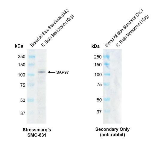 Western blot analysis with Rabbit Anti-Rat SAP97 Monoclonal Antibody, Clone G28 (STMA00235) showing detection of Rat SAP97 protein in a Rat brain membrane lysate. Block: 2% skim milk + 2% BSA for 1 hour at RT. Primary Antibody: Rabbit Anti-Rat SAP97 Recombinant Monoclonal [G28] (STMA00235) at 1:1000 for 2 hours at RT. Secondary Antibody: Goat anti-rabbit IgG-HRP (H&L) at 1:5000 for 1 hour at RT.
