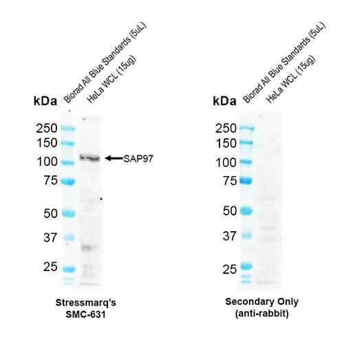 Western blot analysis with Rabbit Anti-Rat SAP97 Monoclonal Antibody, Clone G28 (STMA00235) showing detection of Human SAP97 protein in HeLa whole cell lysate. Block: 2% skim milk + 2% BSA for 1 hour at RT. Primary Antibody: Rabbit Anti-Rat SAP97 Recombinant Monoclonal [G28] (STMA00235) at 1:1000 for 2 hours at RT. Secondary Antibody: Goat anti-rabbit IgG-HRP (H&L) at 1:5000 for 1 hour at RT.