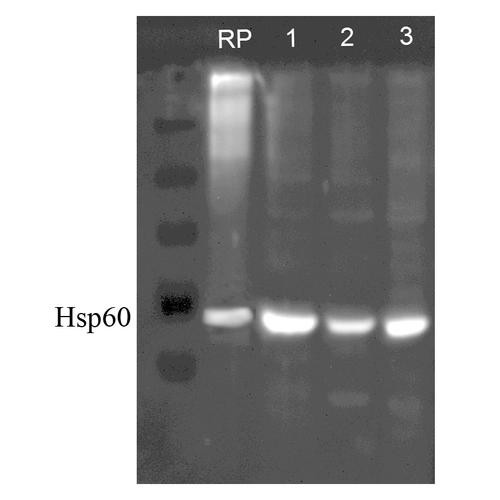 Western blot analysis of Human, Dog, Mouse SKBR3, MDCK, and MEF cell line lysates showing detection of HSP60 protein using Rabbit Anti-HSP60 Polyclonal Antibody (STPA00004). Lane 1: Recom. Human Hsp60 (100ng), Lane2, 3 and 4: SKBR3 lysate (human), MDCK lysate (dog) and MEF lysate (mouse) (al at 7.5ug). Primary Antibody: Rabbit Anti-HSP60 Polyclonal Antibody (STPA00004) at 1:1000.