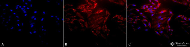 Immunocytochemistry/Immunofluorescence analysis using Rabbit Anti-Hsp60 Polyclonal Antibody (STPA00004). Tissue: Heat Shocked Cervical cancer cell line (HeLa). Species: Human. Fixation: 2% Formaldehyde for 20 min at RT. Primary Antibody: Rabbit Anti-Hsp60 Polyclonal Antibody (STPA00004) at 1:100 for 12 hours at 4°C. Secondary Antibody: APC Goat Anti-Rabbit (red) at 1:200 for 2 hours at RT.
