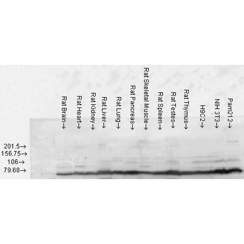 Western blot analysis of Rat Tissue lysates showing detection of GRP78 protein using Rabbit Anti-GRP78 Polyclonal Antibody (STPA00006). Load: 15 µgprotein. Block: 1.5% BSA. Primary Antibody: Rabbit Anti-GRP78 Polyclonal Antibody (STPA00006) at 1:1000 for 2 hours at RT. Secondary Antibody: Donkey Anti-Rabbit IgG: HRP for 1 hour at RT.