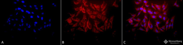 Immunocytochemistry/Immunofluorescence analysis using Rabbit Anti-Hsp27 Polyclonal Antibody (STPA00005). Tissue: Heat Shocked Cervical cancer cell line (HeLa). Species: Human. Fixation: 2% Formaldehyde for 20 min at RT. Primary Antibody: Rabbit Anti-Hsp27 Polyclonal Antibody (STPA00005) at 1:250 for 12 hours at 4°C. Secondary Antibody: APC Goat Anti-Rabbit (red) at 1:200 for 2 hours at RT.