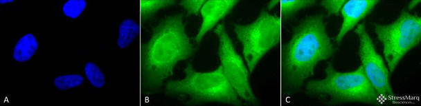 Immunocytochemistry/Immunofluorescence analysis using Rabbit Anti-HO-1 Polyclonal Antibody (STPA00009). Tissue: Heat Shocked Cervical cancer cell line (HeLa). Species: Human. Fixation: 2% Formaldehyde for 20 min at RT. Primary Antibody: Rabbit Anti-HO-1 Polyclonal Antibody (STPA00009) at 1:100 for 12 hours at 4°C. Secondary Antibody: FITC Goat Anti-Rabbit (green) at 1:200 for 2 hours at RT.