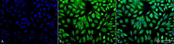 Immunocytochemistry/Immunofluorescence analysis using Rabbit Anti-PDI Polyclonal Antibody (STPA00010). Tissue: Cervical cancer cell line (HeLa). Species: Human. Fixation: 2% Formaldehyde for 20 min at RT. Primary Antibody: Rabbit Anti-PDI Polyclonal Antibody (STPA00010) at 1:100 for 12 hours at 4°C. Secondary Antibody: FITC Goat Anti-Rabbit (green) at 1:200 for 2 hours at RT. Counterstain: DAPI (blue) nuclear stain at 1:40000 for 2 hours at RT.