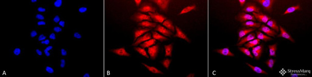 Immunocytochemistry/Immunofluorescence analysis using Rabbit Anti-SOD1 (Cu/Zn) Polyclonal Antibody (STPA00011). Tissue: Cervical cancer cell line (HeLa). Species: Human. Fixation: 2% Formaldehyde for 20 min at RT. Primary Antibody: Rabbit Anti-SOD1 (Cu/Zn) Polyclonal Antibody (STPA00011) at 1:120 for 12 hours at 4°C. Secondary Antibody: APC Goat Anti-Rabbit (red) at 1:200 for 2 hours at RT.