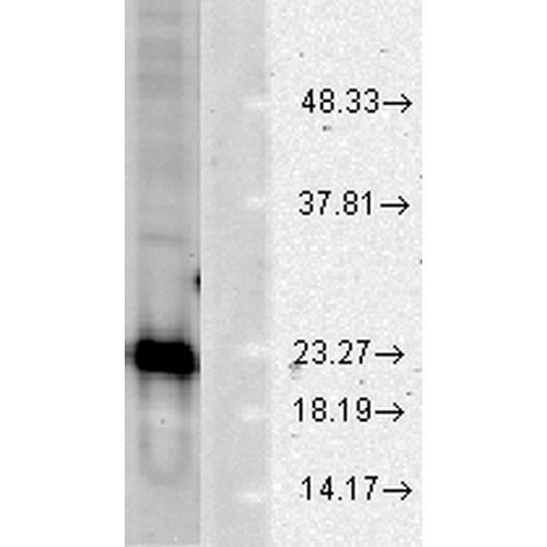Western blot analysis of Human Cell line lysates showing detection of SOD1 (Cu/Zn) protein using Rabbit Anti-SOD1 (Cu/Zn) Polyclonal Antibody (STPA00012). Load: 15 µgprotein. Block: 1.5% BSA. Primary Antibody: Rabbit Anti-SOD1 (Cu/Zn) Polyclonal Antibody (STPA00012) at 1:1000 for 2 hours at RT. Secondary Antibody: Donkey Anti-Rabbit IgG: HRP for 1 hour at RT.