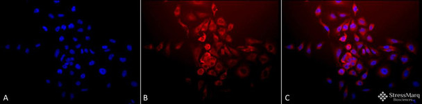 Immunocytochemistry/Immunofluorescence analysis using Rabbit Anti-SOD2 (Mn) Polyclonal Antibody (STPA00013). Tissue: Cervical cancer cell line (HeLa). Species: Human. Fixation: 2% Formaldehyde for 20 min at RT. Primary Antibody: Rabbit Anti-SOD2 (Mn) Polyclonal Antibody (STPA00013) at 1:120 for 12 hours at 4°C. Secondary Antibody: APC Goat Anti-Rabbit (red) at 1:200 for 2 hours at RT.