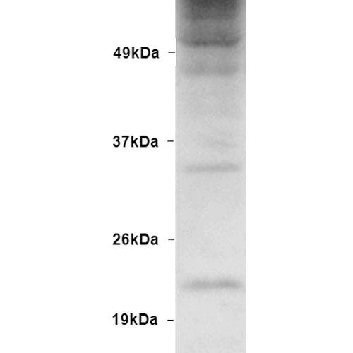 Western blot analysis of Human Embryonic kidney epithelial cell line (HEK293) lysate showing detection of Ubiquitin protein using Rabbit Anti-Ubiquitin Polyclonal Antibody (STPA00015). Primary Antibody: Rabbit Anti-Ubiquitin Polyclonal Antibody (STPA00015) at 1:1000.