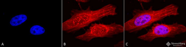 Immunocytochemistry/Immunofluorescence analysis using Rabbit Anti-Alpha B Crystallin Polyclonal Antibody (STPA00018). Tissue: Heat Shocked Cervical cancer cell line (HeLa). Species: Human. Fixation: 2% Formaldehyde for 20 min at RT. Primary Antibody: Rabbit Anti-Alpha B Crystallin Polyclonal Antibody (STPA00018) at 1:120 for 12 hours at 4°C. Secondary Antibody: APC Goat Anti-Rabbit (red) at 1:200 for 2 hours at RT.
