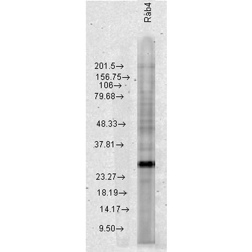 Western blot analysis of Human Cervical cancer cell line (HeLa) lysate showing detection of Rab4 protein using Rabbit Anti-Rab4 Polyclonal Antibody (STPA00019). Load: 15 µgprotein. Block: 1.5% BSA for 30 minutes at RT. Primary Antibody: Rabbit Anti-Rab4 Polyclonal Antibody (STPA00019) at 1:1000 for 2 hours at RT. Secondary Antibody: Donkey Anti-Rabbit IgG: HRP for 1 hour at RT.