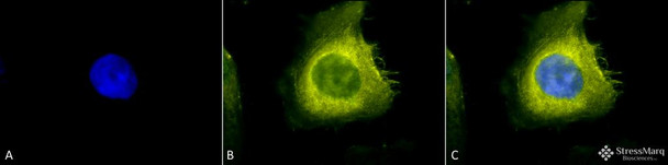 Immunocytochemistry/Immunofluorescence analysis using Rabbit Anti-CDC37 Polyclonal Antibody (STPA00020). Tissue: Heat Shocked Cervical cancer cell line (HeLa). Species: Human. Fixation: 2% Formaldehyde for 20 min at RT. Primary Antibody: Rabbit Anti-CDC37 Polyclonal Antibody (STPA00020) at 1:200 for 12 hours at 4°C. Secondary Antibody: R-PE Goat Anti-Rabbit (yellow) at 1:200 for 2 hours at RT.