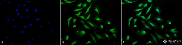 Immunocytochemistry/Immunofluorescence analysis using Rabbit Anti-CDC37 Polyclonal Antibody (STPA00020). Tissue: Heat Shocked Cervical cancer cell line (HeLa). Species: Human. Fixation: 2% Formaldehyde for 20 min at RT. Primary Antibody: Rabbit Anti-CDC37 Polyclonal Antibody (STPA00020) at 1:200 for 12 hours at 4°C. Secondary Antibody: FITC Goat Anti-Rabbit (green) at 1:200 for 2 hours at RT.