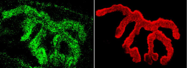 Immunohistochemistry analysis using Rabbit Anti-Piccolo Polyclonal Antibody (STPA00038). Tissue: Muscle. Species: Mouse. Primary Antibody: Rabbit Anti-Piccolo Polyclonal Antibody (STPA00038) at 1:400. Secondary Antibody: Alexa Fluor 488 Goat Anti-Rabbit. Counterstain: BTX (red). Localization: Selective staining of the NMJ.