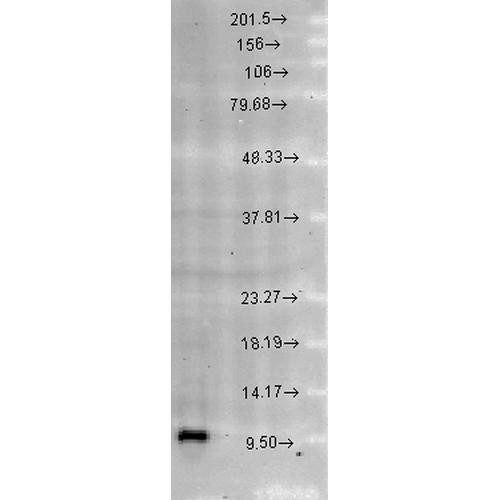Western blot analysis of Rat brain cell lysates showing detection of Cpn10 protein using Rabbit Anti-Cpn10 Polyclonal Antibody (STPA00036). Load: 15 µgprotein. Block: 1.5% BSA for 30 minutes at RT. Primary Antibody: Rabbit Anti-Cpn10 Polyclonal Antibody (STPA00036) at 1:1000 for 2 hours at RT. Secondary Antibody: Donkey Anti-Rabbit IgG: HRP for 1 hour at RT.