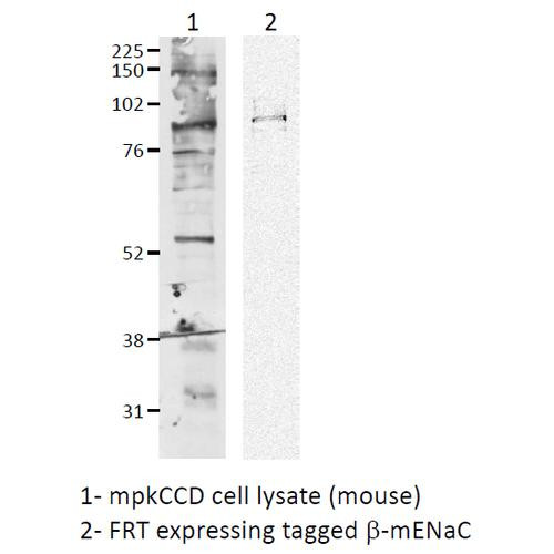 Western blot analysis of Mouse mpkCCD cell lysates showing detection of ENaC protein using Rabbit Anti-ENaC Polyclonal Antibody (STPA00048). Primary Antibody: Rabbit Anti-ENaC Polyclonal Antibody (STPA00048) at 1:1000.