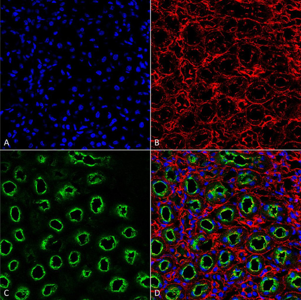 Immunohistochemistry analysis using Rabbit Anti-NKCC2 Polyclonal Antibody (STPA00045). Tissue: Kidney. Species: Rat. Fixation: Formalin Fixed Paraffin-Embedded. Primary Antibody: Rabbit Anti-NKCC2 Polyclonal Antibody (STPA00045) at 1:25 for 1 hour at RT. Secondary Antibody: Goat Anti-Rabbit IgG: Alexa Fluor 488. Counterstain: Actin-binding Phalloidin-Alexa Fluor 633; DAPI (blue) nuclear stain. Magnification: 63X. (A) DAPI (blue) nuclear stain.