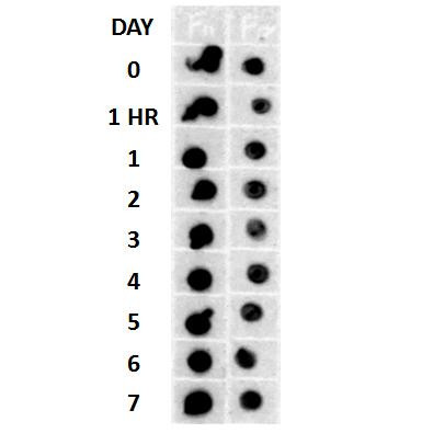 Dot blot analysis using Rabbit Anti-Amyloid Fibrils (OC) Polyclonal Antibody (STPA00056). Tissue: Cell lysates. Species: Human. Primary Antibody: Rabbit Anti-Amyloid Fibrils (OC) Polyclonal Antibody (STPA00056) at 1:500, 1:5000. Beta Amyloid HEPES-NaCl aggregation, showing 1:500 (L) and 1:5000 (R) time lapse dot blot.