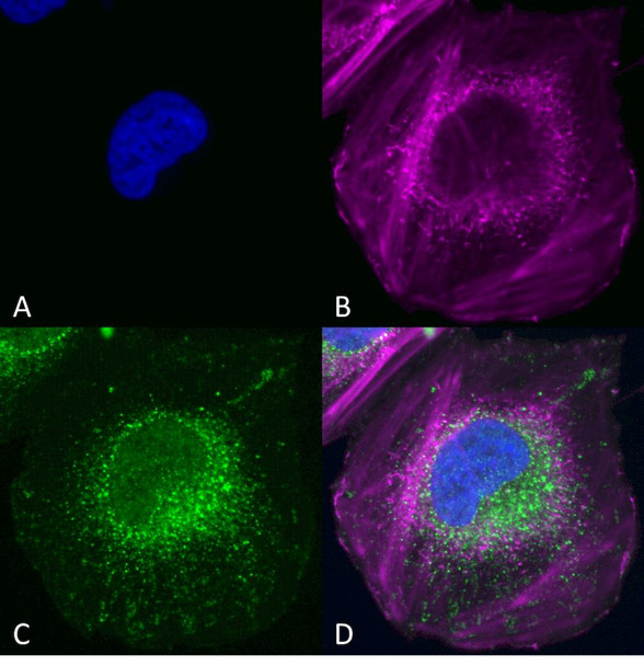 Immunocytochemistry/Immunofluorescence analysis using Rabbit Anti-Beclin 1 Polyclonal Antibody (STPA00058). Tissue: SK-N-BE. Species: Human. Primary Antibody: Rabbit Anti-Beclin 1 Polyclonal Antibody (STPA00058) at 1:200 for Overnight. Secondary Antibody: Anti-Rabbit: AlexaFluor 555 at 1:1000. Counterstain: Hoechst, Phalloidin AlexaFluor 647 at 1:1000. Localization: Mitochondria, endosomes/exosomes.