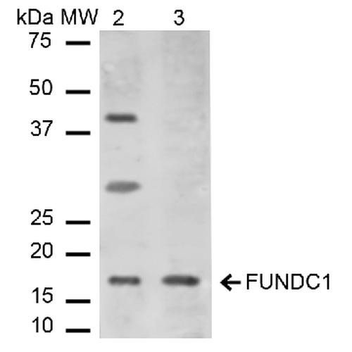Western blot analysis of Mouse, Rat Liver cell lysates showing detection of ~17.2 kDa FUNDC1 protein using Rabbit Anti-FUNDC1 Polyclonal Antibody (STPA00062). Lane 1: Molecular Weight Ladder (MW). Lane 2: Mouse Liver cell lysates. Lane 3: Rat Liver cell lysates. Load: 15 µg. Block: 5% Skim Milk in 1X TBST. Primary Antibody: Rabbit Anti-FUNDC1 Polyclonal Antibody (STPA00062) at 1:1000 for 2 hours at RT.
