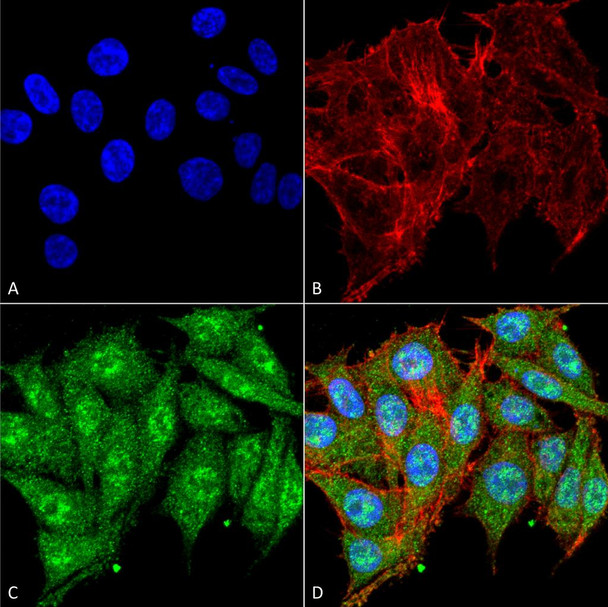 Immunocytochemistry/Immunofluorescence analysis using Rabbit Anti-IGF-1 Polyclonal Antibody (STPA00070). Tissue: Colon carcinoma cell line (RKO). Species: Human. Fixation: 4% Formaldehyde for 15 min at RT. Primary Antibody: Rabbit Anti-IGF-1 Polyclonal Antibody (STPA00070) at 1:100 for 60 min at RT. Secondary Antibody: Goat Anti-Rabbit ATTO 488 at 1:100 for 60 min at RT.