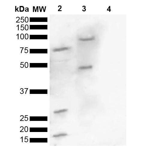 Western blot analysis of Human, Mouse brain lysate showing detection of ~16 kDa Alpha Synuclein pSer129 protein using Rabbit Anti-Alpha Synuclein pSer129 Polyclonal Antibody (STPA00078). Lane 1: Molecular Weight Ladder (MW). Lane 2: Human brain lysate. Lane 3: Mouse brain lysate. Lane 4: Human Alpha Synuclein Monomer (0.5 µg). Load: 15 µg. Block: 5% Skim Milk in 1X TBST.