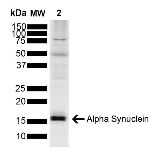 Western blot analysis of Mouse Brain showing detection of ~14.46kDa Alpha Synuclein protein using Rabbit Anti-Alpha Synuclein Polyclonal Antibody (STPA00086). Lane 1: Molecular Weight Ladder (MW). Lane 2: Mouse Brain. Load: 15 µg. Block: 5% Skim Milk powder in TBST. Primary Antibody: Rabbit Anti-Alpha Synuclein Polyclonal Antibody (STPA00086) at 1:1000 for 2 hours at RT with shaking.