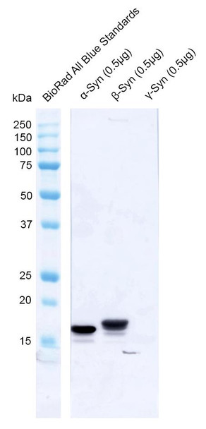 Western blot analysis of Human Recombinant Protein showing detection of Alpha Synuclein protein using Rabbit Anti-Alpha Synuclein Polyclonal Antibody (STPA00086). Lane 1: MW ladder. Lane 2: Alpha Synuclein. Lane 3: Beta Synuclein. Lane 4: Gamma Synuclein. Load: 0.5 ug. Block: 5% Skim Milk powder in TBST. Primary Antibody: Rabbit Anti-Alpha Synuclein Polyclonal Antibody (STPA00086) at 1:1000 for 2 hours at RT with shaking.