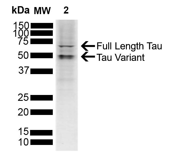 Western blot analysis of SH-SY5Y showing detection of ~45.8 kDa Tau protein using Rabbit Anti-Tau Polyclonal Antibody (STPA00087). Lane 1: Molecular Weight Ladder (MW). Lane 2: SH-SY5Y. Load: 10 µg. Block: 5% Skim Milk powder in TBST. Primary Antibody: Rabbit Anti-Tau Polyclonal Antibody (STPA00087) at 1:1000 for 2 hours at RT with shaking. Secondary Antibody: Goat anti-rabbit IgG:HRP at 1:4000 for 1 hour at RT with shaking.
