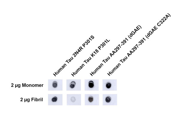 Dot blot analysis using Rabbit Anti-Tau Polyclonal Antibody (STPA00089). Tissue: Recombinant Tau Monomers and Fibrils. Species: Human. Primary Antibody: Rabbit Anti-Tau Polyclonal Antibody (STPA00089) at 1:1000 for 2 hours at RT with shaking. Secondary Antibody: Goat anti-rabbit IgG:HRP at 1:4000 for 1 hour at RT with shaking.
