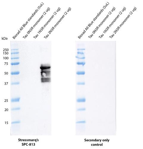 Western blot analysis comparing detection of Tau isoforms, human Tau 0N3R monomer, human Tau 1N3R monomer, and human Tau 2N3R monomer. Of note is that STPA00091 does not bind to the 0N or 1N isoforms. Block: 5% skim milk. Primary Antibody: Anti-human Tau 2N3R/4R polyclonal antibody (STPA00091) incubated for 1/2 hour at RT. Secondary Antibody: Goat anti-rabbit IgG:HRP at 1:4000 for 1/2 hour at RT.