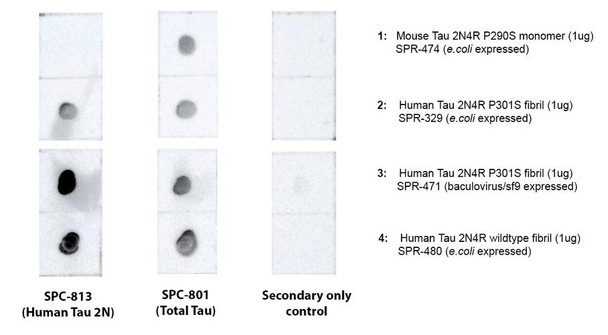 Dot blot analysis comparing detection of mouse Tau 2N4R monomer and human Tau 2N4R pre-formed fibrils. Of note is that STPA00091 does not bind to the mouse construct. Block: 5% skim milk. Primary Antibody: Anti-human Tau 2N3R/4R polyclonal antibody (STPA00091) incubated for 1/2 hour at RT. Secondary Antibody: Goat anti-rabbit IgG:HRP at 1:4000 for 1/2 hour at RT. Color Development: Chemiluminescent for HRP (Moss) for 1 min in RT.