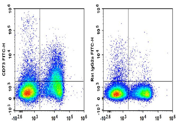 FITC Anti-Mouse CD73 Antibody [TY/23] (AGEL1142)