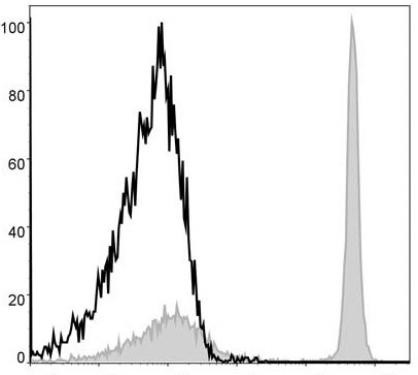APC Anti-Mouse CD4 Antibody [GK1.5] (AGEL1247)