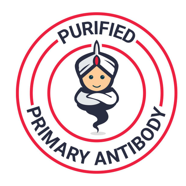 AF/LE Purified Mouse IL-2 Monoclonal Antibody [JES6-5H4](AGEL2044)