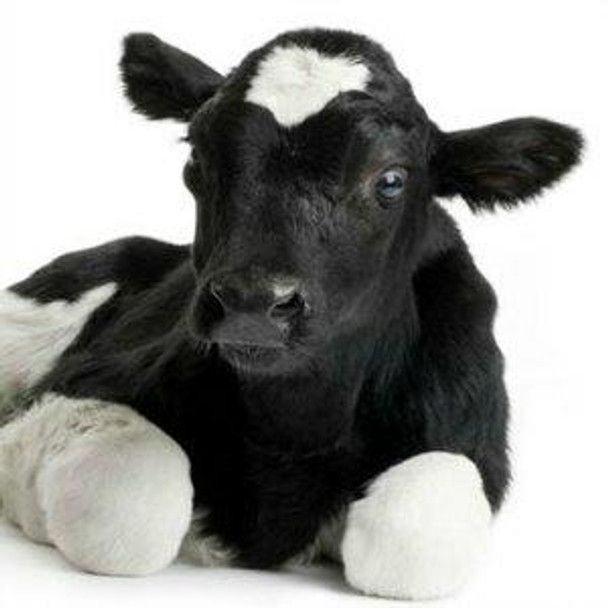 Bovine Ectonucleotide pyrophosphatase/phosphodiesterase family member 2 (ENPP2) ELISA Kit