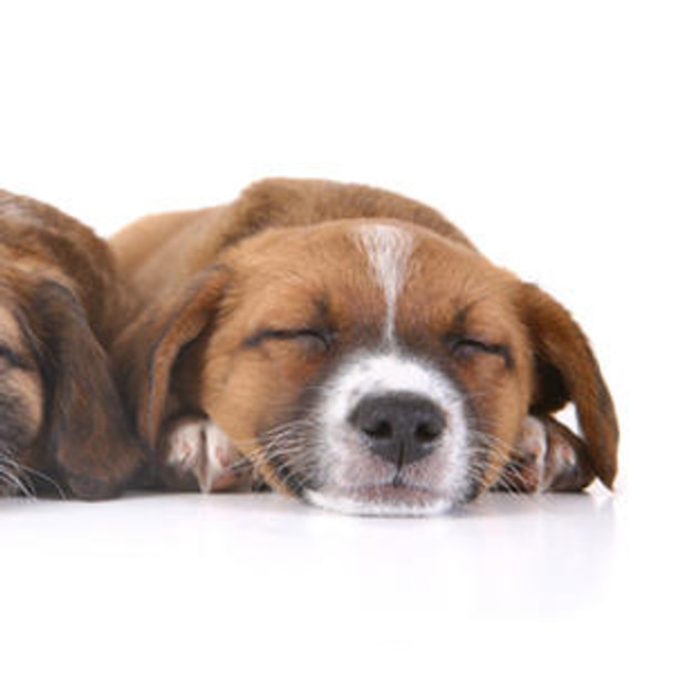 Canine Melatonin (MT) ELISA Kit