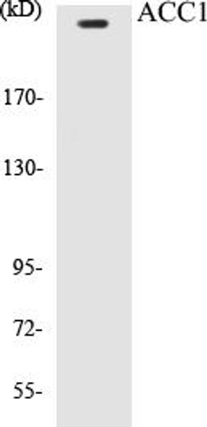 ACC1 Colorimetric Cell-Based ELISA Kit