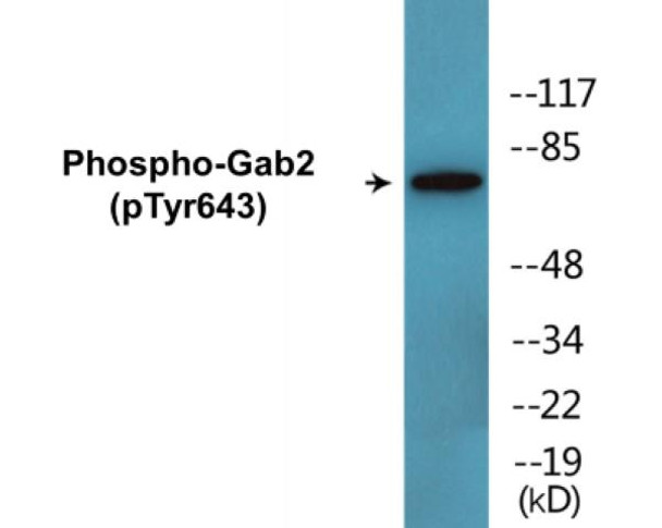 Gab2 (Phospho-Tyr643) Colorimetric Cell-Based ELISA Kit
